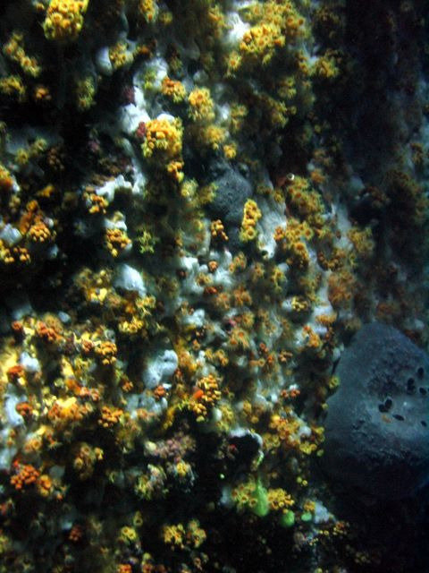 Sub Tortue - Dive Center in France