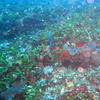 Picture taken during the dive