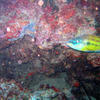Picture taken during the dive