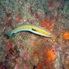 Picture taken during the dive