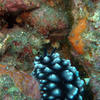 Picture taken during the dive
