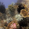 Picture taken during the dive