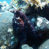 Picture taken during the dive