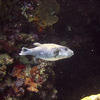 Picture taken during the dive