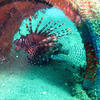 Picture taken during the dive