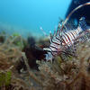 Picture taken during the dive
