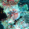 Picture taken during the dive