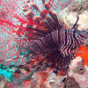 Picture taken during the dive