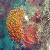 Picture taken during the dive
