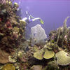 Picture taken during the dive