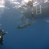 Picture taken during the dive