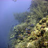 Picture taken during the dive