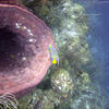 Picture taken during the dive