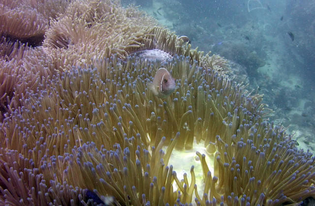 Simple Life Divers - Dive Center in Thailand