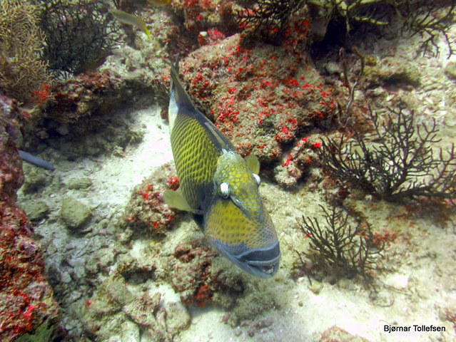 IQ Dive - Dive Center in Thailand
