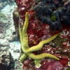 Picture taken during the dive