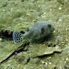 Picture taken during the dive