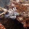 Picture taken during the dive