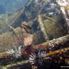 Picture taken during the dive
