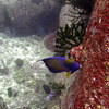 Picture taken during the dive
