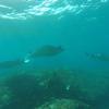 Picture taken during the dive