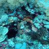 Picture taken during the dive
