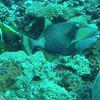 Picture taken during the dive