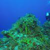 Picture taken during the dive
