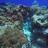 Picture taken during the dive