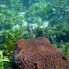 Picture taken during the dive