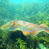 Picture taken during the dive