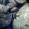 Picture taken during the dive