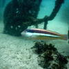 Picture taken during the dive
