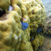Picture taken during the dive