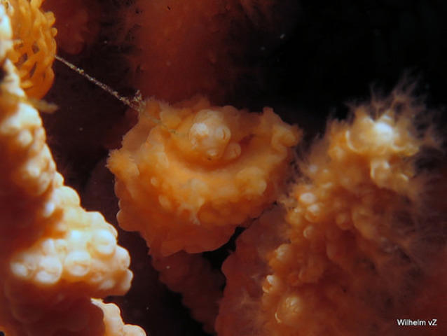 Blueflash - Dive Center in South Africa