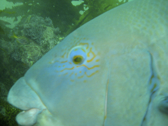 Aquatic Explorers - Dive Center in Australia
