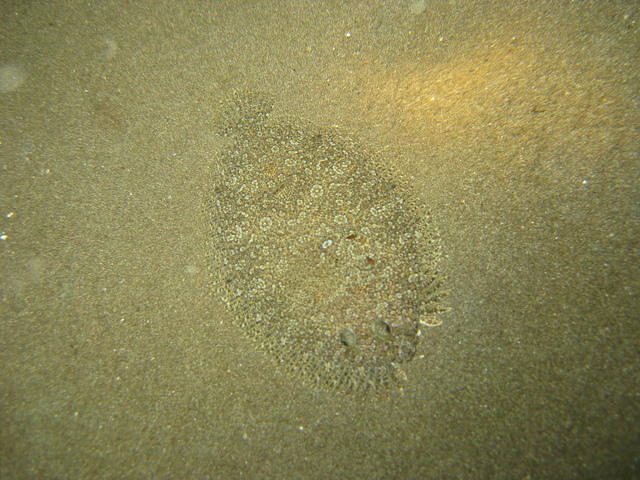 Reef Seen Divers' Resort - Dive Center in Indonesia