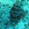 Picture taken during the dive