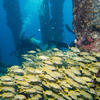 Picture taken during the dive