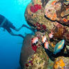 Picture taken during the dive