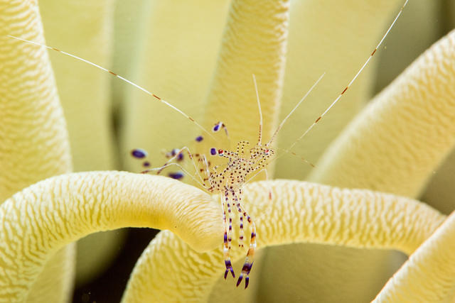 Diving in Netherlands Antilles, Bonaire - By Sander Nijdam