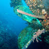 Picture taken during the dive