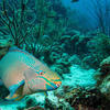 Picture taken during the dive