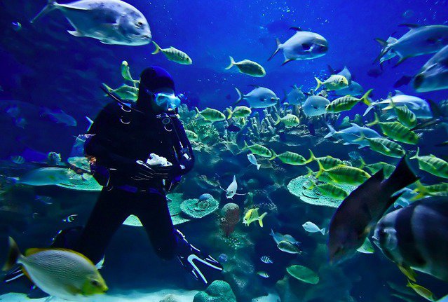 Diving in Brest, France - By Dekimpeb