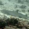 Picture taken during the dive