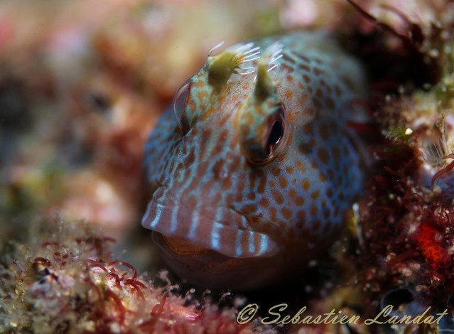 Scubamunkies - Dive Center in Australia
