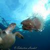 Picture taken during the dive