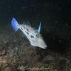 Picture taken during the dive