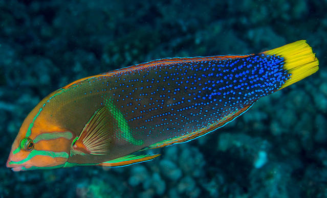 Sarl Scubapiti - Dive Center in French Polynesia