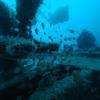 Picture taken during the dive